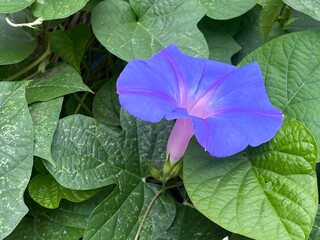 animals,tigar,nature,flower, pink