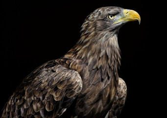 A close up of a White-tailed Eagle (sea eagle)