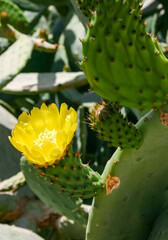 Yellow prickly pear cactus flower in the courtyard of a hotel on the shores of the Red Sea, Egypt