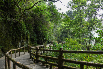 a walkway and railing in the woods