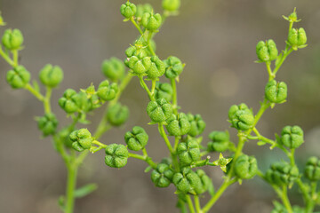 Light-green seed capsules of a common rue (Ruta graveolens).
