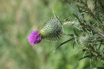 Blossom of a spear thistle (Cirsium vulgare, Cirsium lanceolatum).