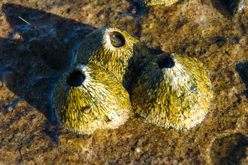 Ribbed Barnacle - Tetraclita stalactifera, Fouling of rocks in the Red Sea