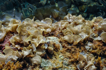 Brown algae Peacock's Tail (Padina pavonica) in shallow water