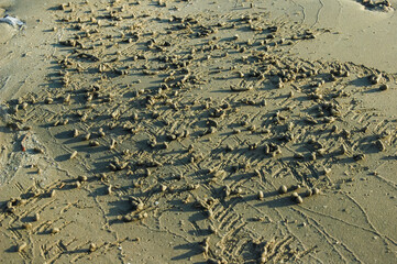 Sharaks of sand left after eating a crab on the shores of the Red Sea, Egypt