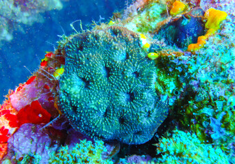 Coral reef in the Red Sea, different types of soft and calcareous corals on a rock underwater