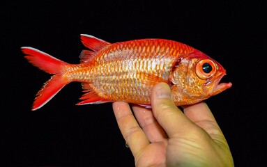 Myripristis berndti - red fish caught in the Red Sea