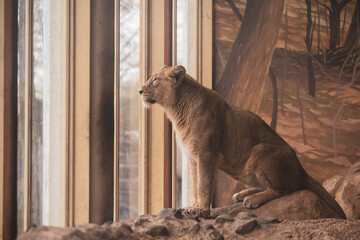 Panthera leo, wild animal in captivity. Lioness at Rotterdam Zoo
