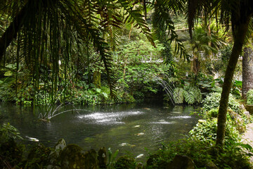 Obraz premium stream in the forest