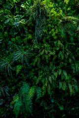 Herb wall, plant wall, natural green wallpaper and background. nature wall. Nature background of green forest