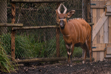 Tragelaphus eurycerus, wild animal in captivity. Bongo antelope at Rotterdam zoo