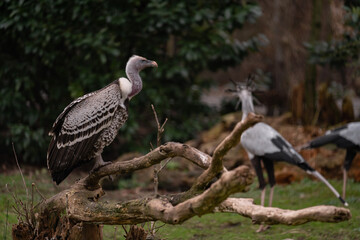 Griffon eagle or griffin, large carnivorous predatory bird