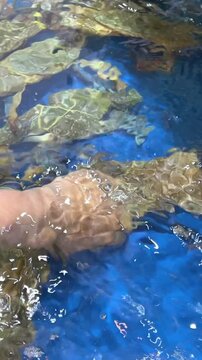male hands take out a large crab from a glass aquarium in a store to buy seafood