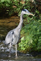 Graureiher
