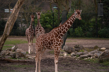Obraz premium Giraffe in captivity at Rotterdam Zoo