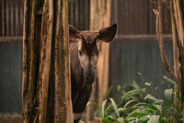 Okapia johnstoni, wild animal also called Okapi in captivity at Rotterdam zoo © badescu