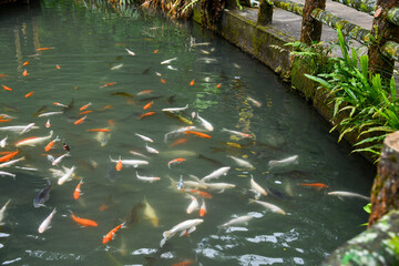 fish swimming in a pond