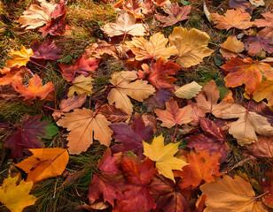  Colorful seasonal autumn pattern, with a vibrant carpet of fallen forest leaves, perfect fo_1(278)