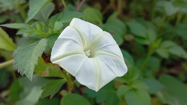 Convolvulus farinosus