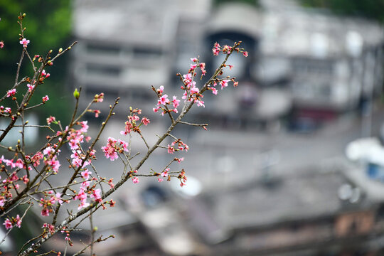 red berries on a branch
