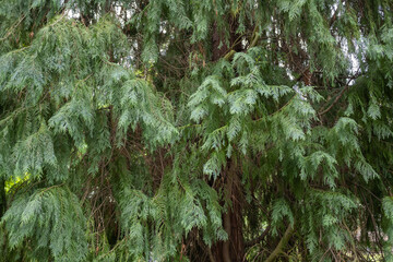 Hojas de un ciprés de Lawson, chamaecyparis lawsoniana, en los jardines de san Francisco de...