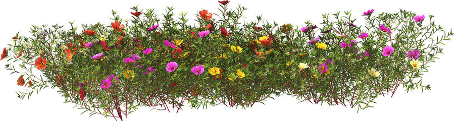portulaca blossom flower shrub hq arch viz cutout plant