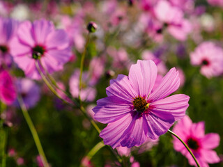 風に揺れるコスモスの花