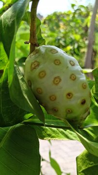 noni fruit on tree