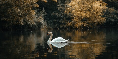 Fototapeta premium swan swimming in a pond geographic photography style 