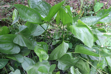 Echinodorus cordifolius flower plant on farm