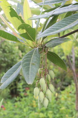 Elaeocarpus hainanensis flower plant on nursery