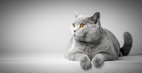 cat on a white background