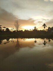 Evening view with sunset, shadows of dry trees and plants in the pond
