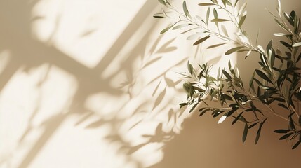 Blank wall building with shadow sunlight light from window and plant copy space background