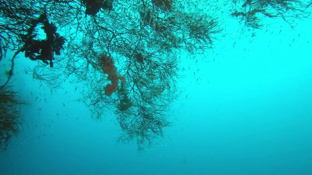 Ocean, water and fish on branch in deep blue sea of Raja Ampat, Indonesia or underwater wildlife. Small fishes swimming around the coral reef, tree or frogfish undersea in the natural wilderness