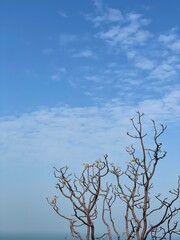tree in the sky