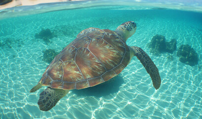 a sea turtle on a reef in the caribbean sea