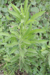 Erigeron sumatrensis flower plant on forest