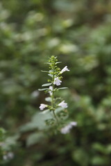 close-up photos of flowers found on a walk in the woods