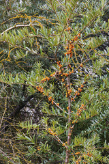 Buckthorn - Hippophae rhamnoides sprigs with ripe orange berries.