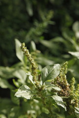 Close-up photos of flowers found on a walk in the woods