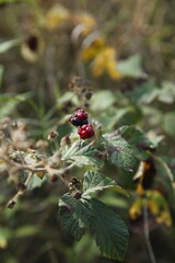 Close-up photos of berries found on a walk in the woods