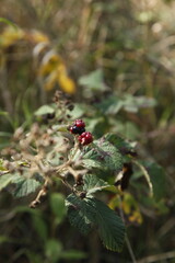 Close-up photos of berries found on a walk in the woods