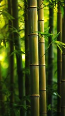 Close-up of lush green bamboo forest with sunlight filtering through leaves