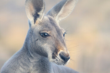 Portrait of a wild female red kangaroo (Macropus rufus) in soft dawn light, Australia
