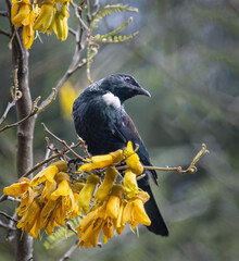 Tui bird perched on branches full of yellow kowhai flowers. Auckland.