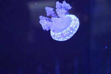 タコクラゲ, Papuan jellyfish, Mastigias papua