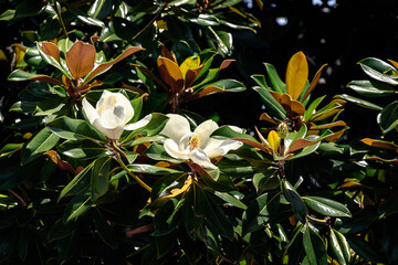 The magnolia is in bloom. A large, creamy-white magnolia flower surrounded by shiny green foliage. A large white magnolia flower. A white magnolia flower on a sunny day. © Vit-Vit