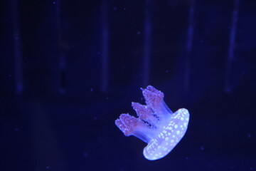 タコクラゲ, Papuan jellyfish, Mastigias papua