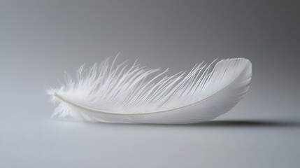 Obraz premium 69. A delicate white feather lying on a clean surface